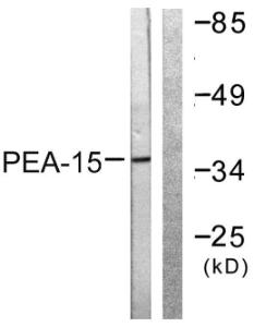 Western blot analysis of lysates from Jurkat cells, treated with PMA 125ng/ml 30' using Anti-PEA-15 Antibody. The right hand lane represents a negative control, where the antibody is blocked by the immunising peptide.