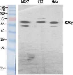 Antibody anti-RORG A99360-100 100 µg