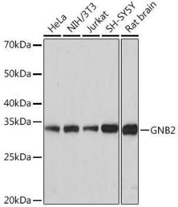 Western blot analysis of extracts of various cell lines, using Anti-GNB2 Antibody [ARC1675] (A307743) at 1:1,000 dilution