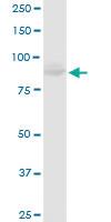 Anti-MCM4 Rabbit Polyclonal Antibody