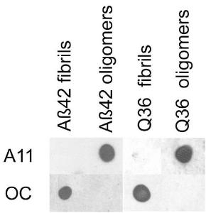 Dot blot analysis of human A beta 42 fibrils and prefibrillar oligomers using Anti-Amyloid Fibrils Antibody (A304905) at 1:1,000