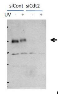 Anti-CDT2 Antibody