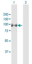 Anti-MCM4 Rabbit Polyclonal Antibody