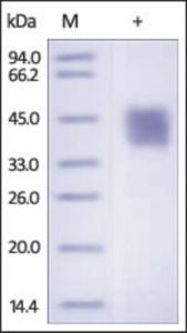 The purity of rh FSTL1 / FRP was determined by DTT-reduced (+) SDS-PAGE and staining overnight with Coomassie Blue.