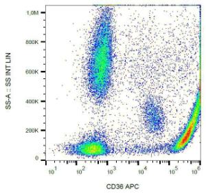 Surface staining of CD36 in human peripheral blood with Anti-CD36 Antibody (A86173)