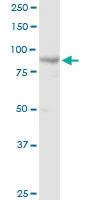 Anti-MCM4 Rabbit Polyclonal Antibody