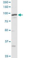 Anti-MCM4 Rabbit Polyclonal Antibody