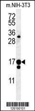 Anti-IFT43 Rabbit Polyclonal Antibody (AP (Alkaline Phosphatase))