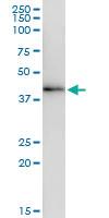 Anti-SEPT1 Rabbit Polyclonal Antibody