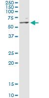 Anti-MAPK8 Antibody Pair