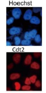 Anti-CDT2 Antibody