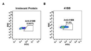 Expi 293 cell line transfected with irrelevant protein (A) and human 4-1BB (B) were surface stained with Anti-CD137 Antibody [DM66] - Azide free (A317400) at 1 µg/ml followed by Anti-Rabbit IgG Antibody (Alexa 488)