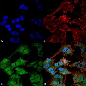 Antibody A304906-100 100 µg