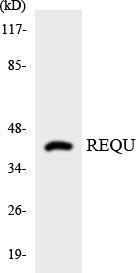 Western blot analysis of the lysates from RAW264.7 cells using Anti-REQU Antibody