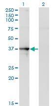 Anti-SEPT1 Mouse Monoclonal Antibody [clone: 1F12]