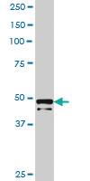 Anti-PRKRIR Mouse Polyclonal Antibody