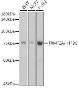 Western blot analysis of extracts of various cell lines, using Anti-HTF9C/TRMT2A Antibody [ARC2498] (A307744) at 1:1,000 dilution The secondary antibody was Goat Anti-Rabbit IgG H&L Antibody (HRP) at 1:10,000 dilution Lysates/proteins were present at 25 µg per lane