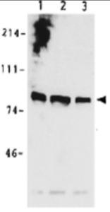 Anti-MCM7 Rabbit Polyclonal Antibody