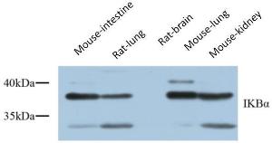 Western blot analysis of various cells using Anti-IkappaB-alpha Antibody at 1:1,000 (4°C overnight). Goat Anti-Rabbit IgG (IRDye 800) was used as a secondary at 1:5,000 (25°C, 1 hour).