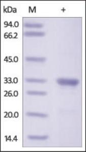 The purity of rh Galectin-3 / LGALS3 was determined by DTT-reduced (+) SDS-PAGE and staining overnight with Coomassie Blue.