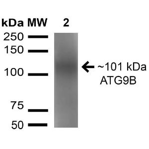 Antibody A304906-100 100 µg