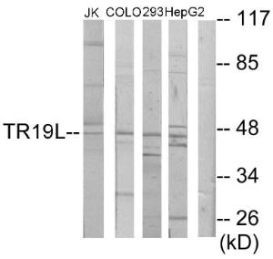 Anti-RELT antibody