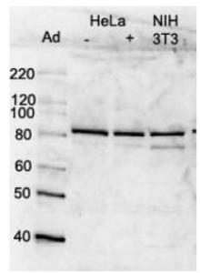 Anti-MCM7 Rabbit Polyclonal Antibody