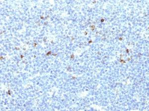 Immunohistochemical analysis of formalin-fixed, paraffin-embedded human tonsil using Anti-HLA Aw32 + HLA A25 Antibody [CATA-1]