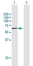 Anti-SGPL1 Mouse Polyclonal Antibody