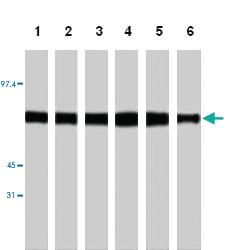 Anti-MARCKS Rat Monoclonal Antibody [clone: MAR 11/2]