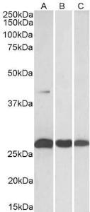 Anti-DUSP6 Goat Polyclonal Antibody