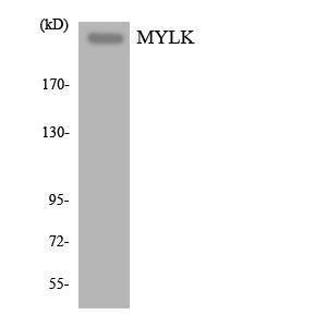 Western blot analysis of the lysates from HT 29 cells using Anti-MYLK Antibody