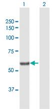 Anti-SGPL1 Rabbit Polyclonal Antibody