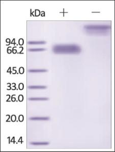 The purity of rh MSLN / Mesothelin (aa 296-580) Fc Chimera was determined by DTT-reduced (+) and non-reduced (-) SDS-PAGE and staining overnight with Coomassie Blue.