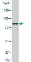 Anti-APPL1 Mouse Polyclonal Antibody