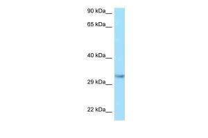 Anti-IGF2 Rabbit Polyclonal Antibody