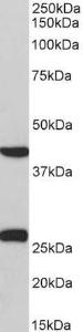 Anti-DUSP6 Goat Polyclonal Antibody