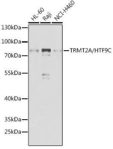 Western blot analysis of extracts of various cell lines, using Anti-HTF9C/TRMT2A Antibody (A307746) at 1:1,000 dilution