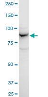 Anti-APPL1 Mouse Polyclonal Antibody