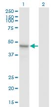 Anti-ARMCX1 Mouse Monoclonal Antibody [clone: 6E10]