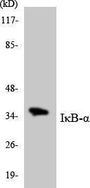 Antibody A95309-100