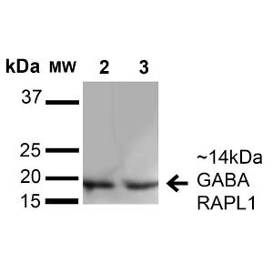 Western blot analysis of human HeLa and HEK293Trap cell lysates showing detection of 14 kDa GABARAPL1 protein using Anti-GABARAPL1 Antibody (A304907) at 1:1,000 for 1 hour at room temperature