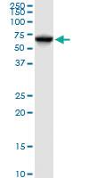 Anti-DLAT Mouse Polyclonal Antibody