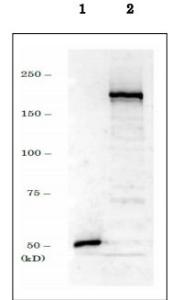 Anti-Dnmt1 Antibody