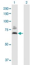 Anti-DLAT Mouse Polyclonal Antibody