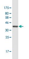 Anti-KIF21B Mouse Monoclonal Antibody [clone: 4C12]