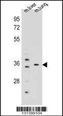 Anti-KCNRG Rabbit Polyclonal Antibody (AP (Alkaline Phosphatase))