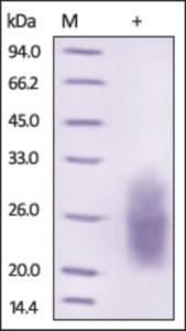 The purity of rh NCR3 / CD337 / NKp30 was determined by DTT-reduced (+) SDS-PAGE and staining overnight with Coomassie Blue.