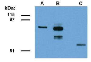 Anti-ABRA1 Mouse Monoclonal Antibody [Clone: ABRA1-01]