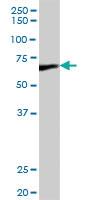 Anti-DLAT Mouse Polyclonal Antibody